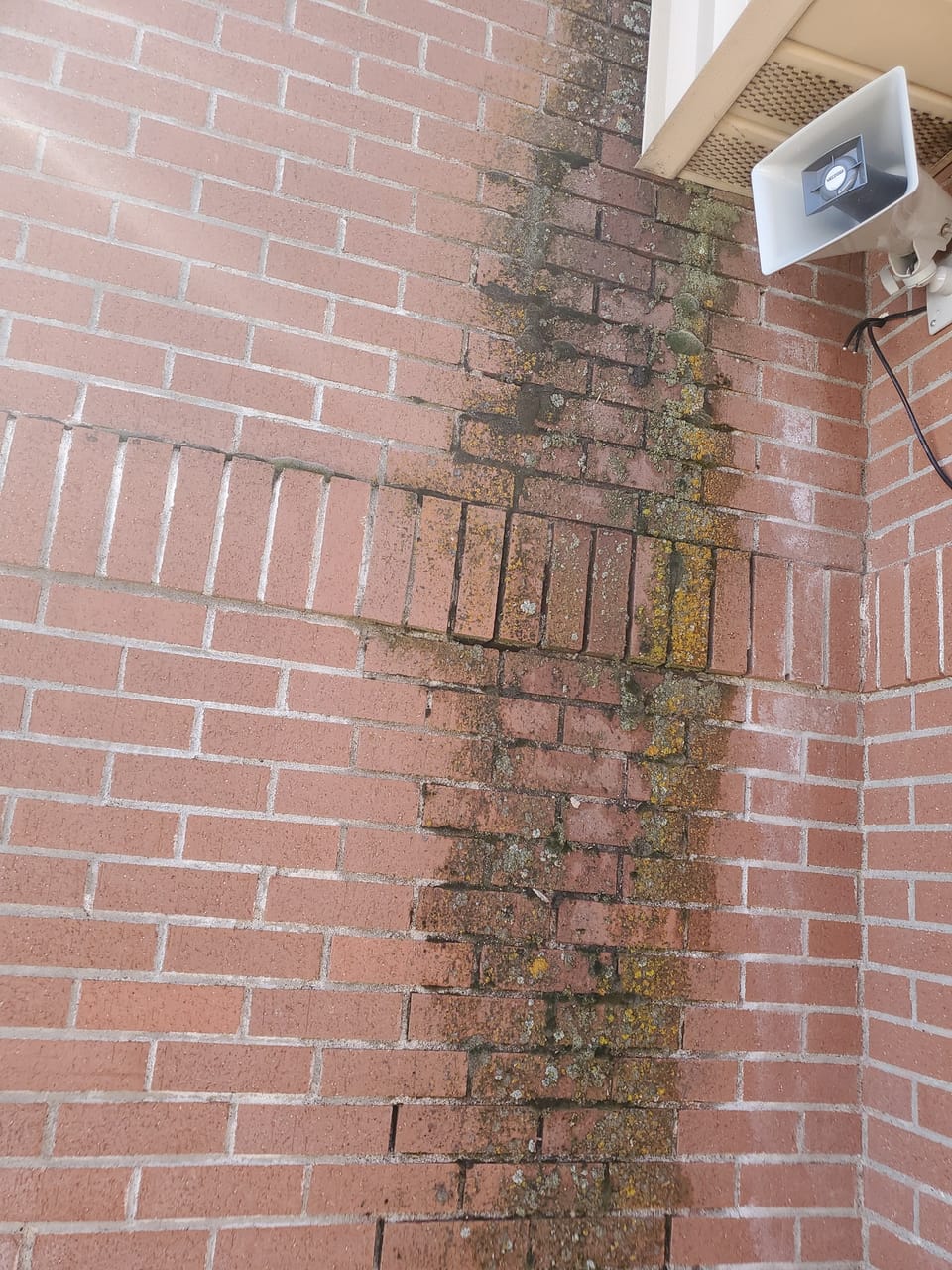 Moss and yellow lichen growing down a Swan Valley School brick corner where the mortar joints have eroded
